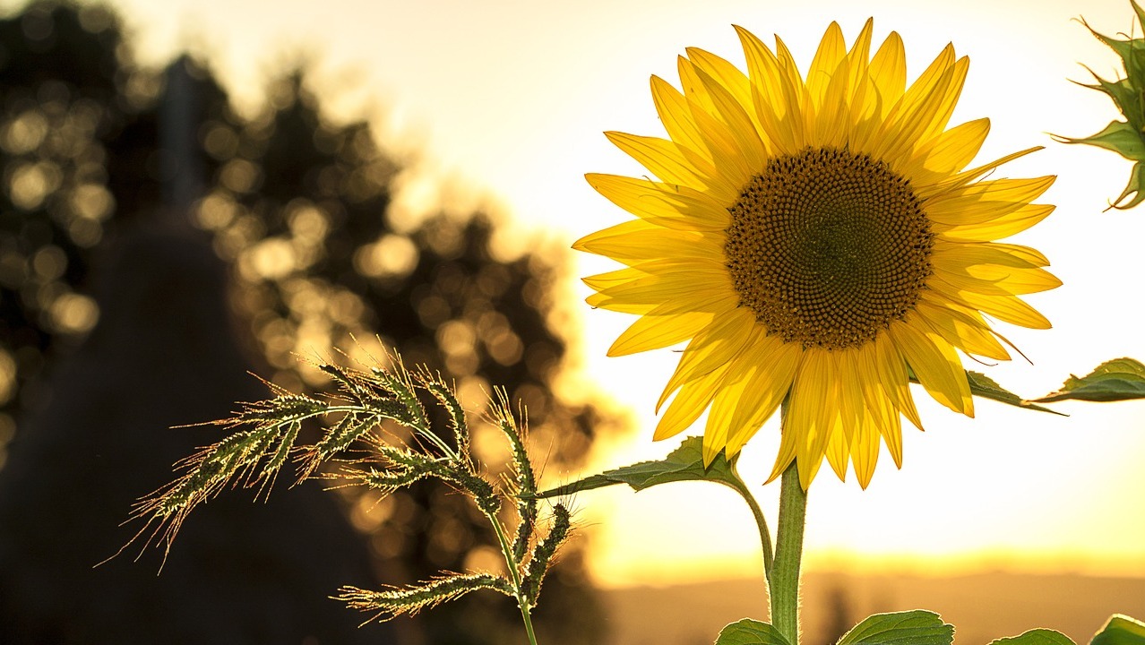 sunflower-1127174_1280